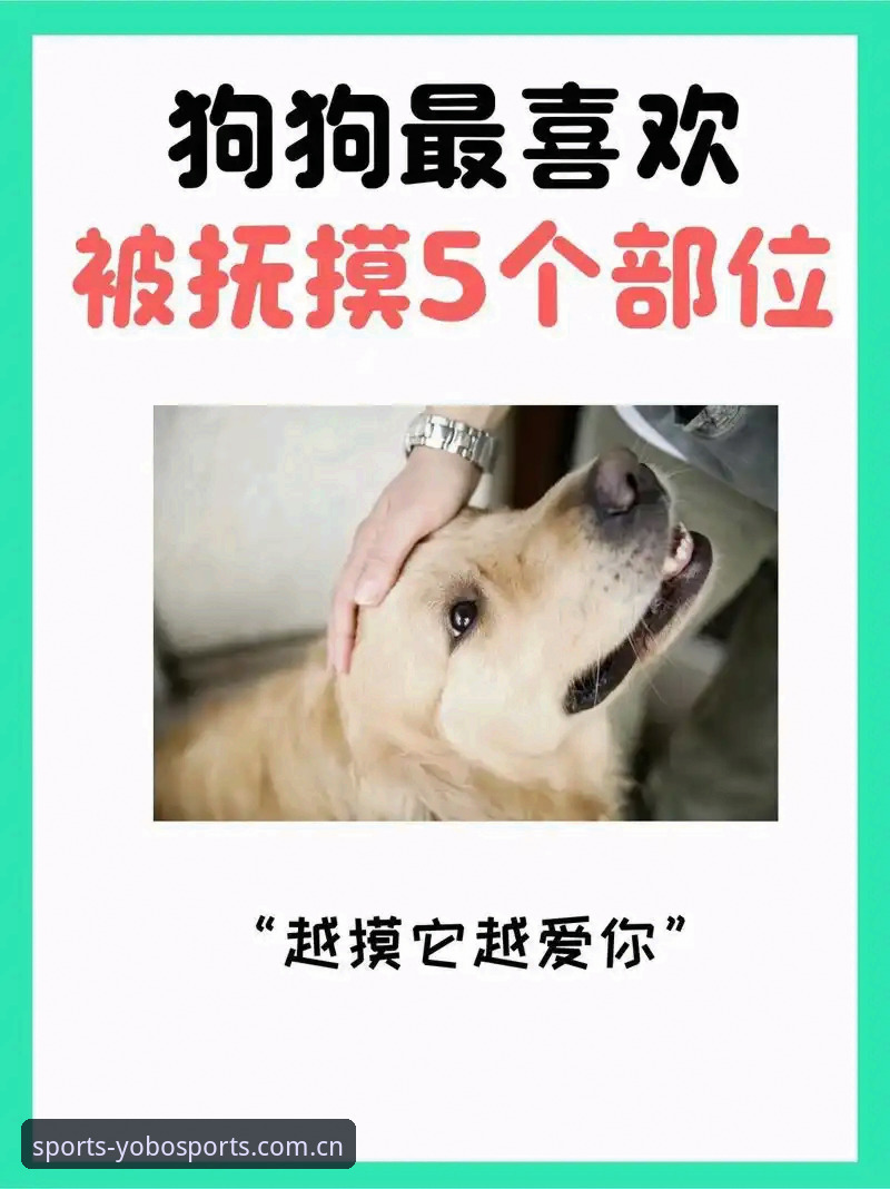 yobo体育安卓版安全吗？新手用户最关心的5个问题详解